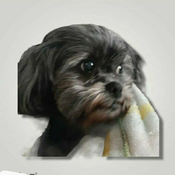 Meet your Posher, Amy - Picture 5 of 5